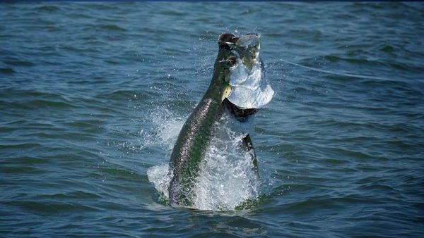 Fly Fishing Panhandle Tarpon
