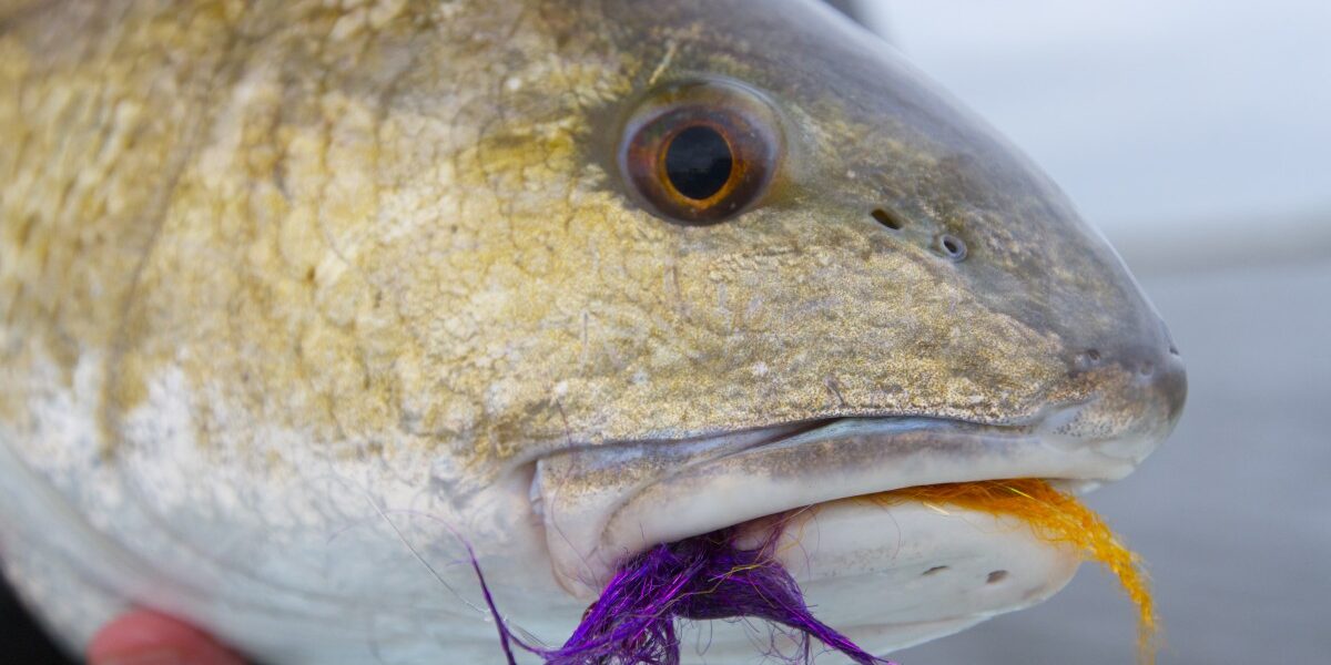 Fly Fishing Louisiana Redfish
