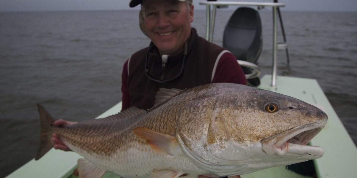 Louisiana Bull Redfish Louisiana Bull Redfish
