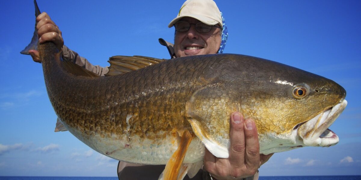 28.5 lbs. of Louisiana Redfish