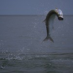 Apalachicola Fly Fishing