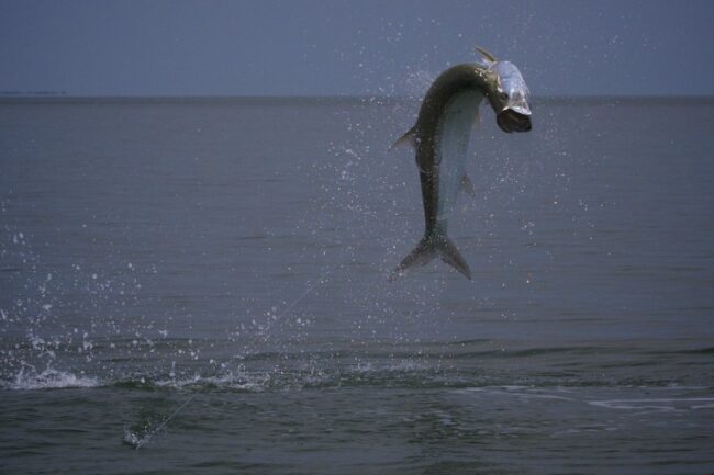 IMG_2487 – Version 2 Apalachicola Fly Fishing