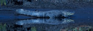 IMG_4295
