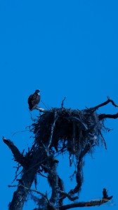 IMG_4373