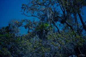 IMG_4422 (1)