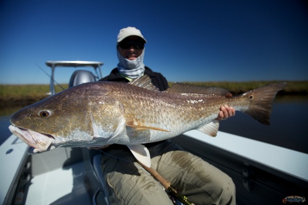 24lbs. of Louisiana Bull Redfish on Fly