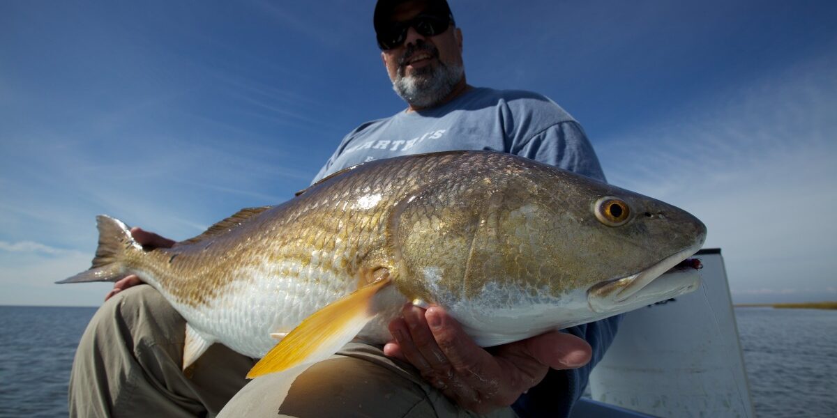Giant New Orleans Redfish