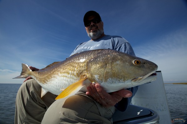 Bull Redfish caught Fly Fishing out of New Orleans, La.