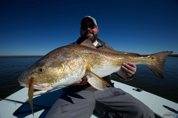 Lousiiana Redfish