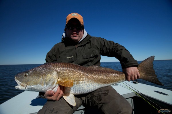 32 pound Redfish from Louisiana