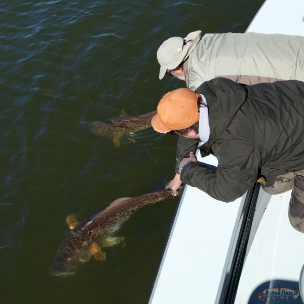 Releasing Louisiana Bull Refish