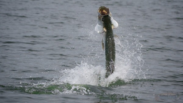 Apalachicola Tarpon