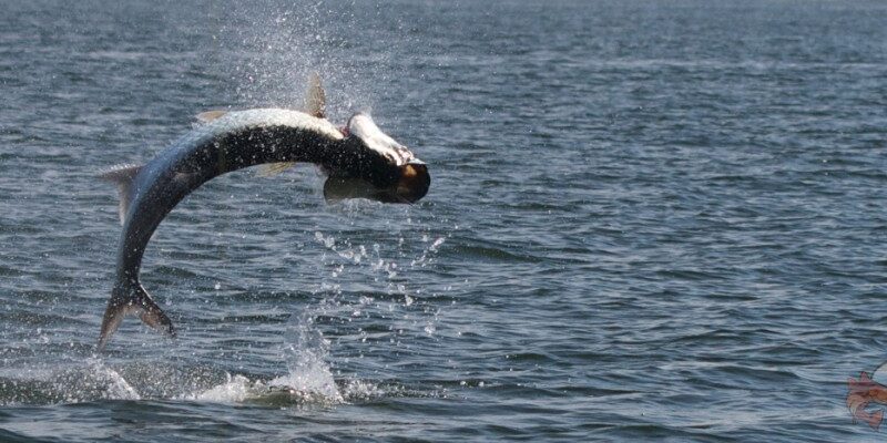 Tarpon Apalachicola