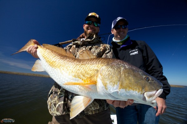 Redfish on Fly