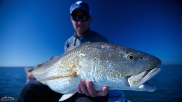 Bull Red in Louisiana