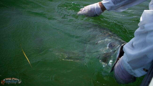 Caught Apalachicola Tarpon