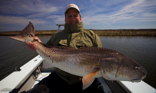 Charter fish Louisiana Redfish
