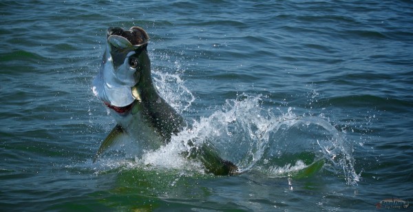 Northwest Florida Fly Fishing Tarpon