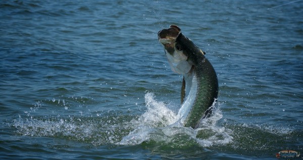 Fly Fishing Apalachicola Tarpon
