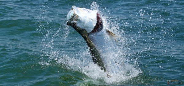 Apalachicola Fly Fishing Guide for Tarpon