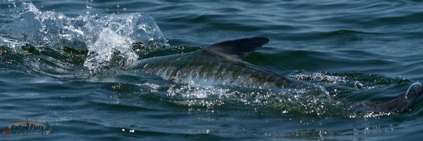 Fly Fishing Guide in Apalachicola 