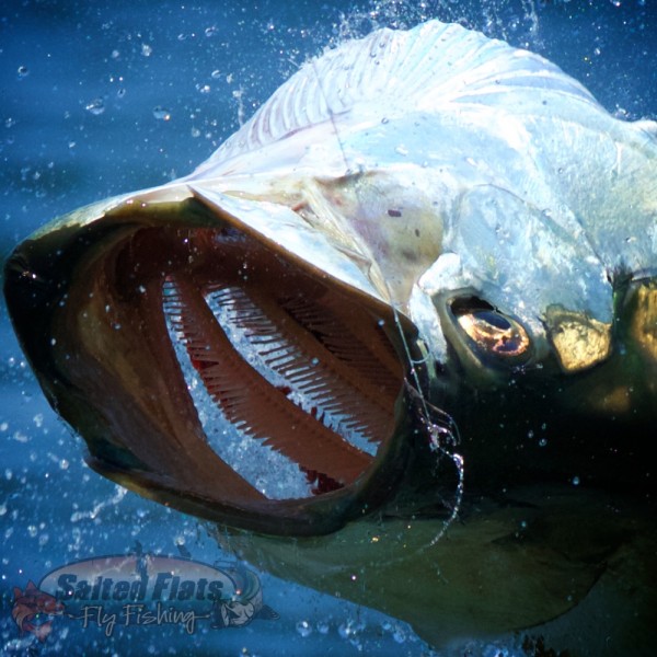 Florida Panhandle Fly Fishing Tarpon Guide