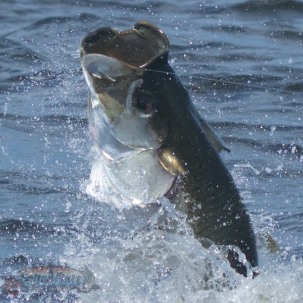 Tarpon Guide around Apalachicola, Florida