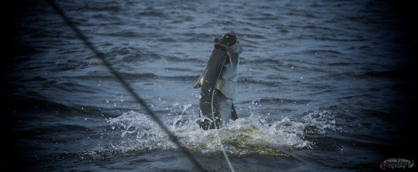 Tarpon Fly Fishing in Apalachicola