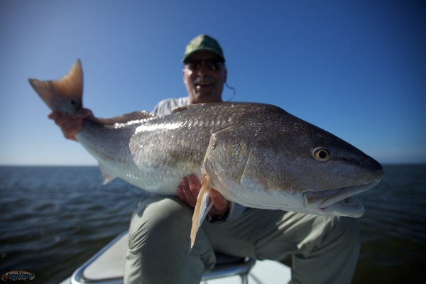 Bull Redfish from Louisiana