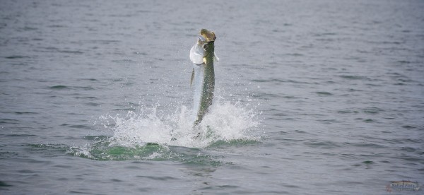 July Fly Fishing Tarpon Apalachicola