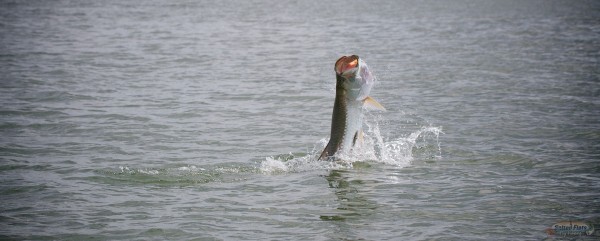 Fly Fishing Guide in Apalachicola, Florida