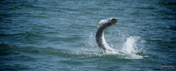 Panhandle Fly Fishing Guide