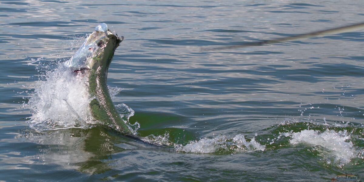Fly Fishing tarpon in Apalachicola