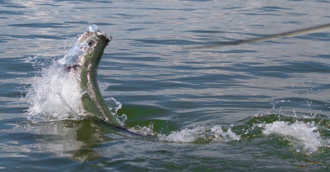 Carrabelle Fly Fishing for Tarpon Fly Fishing tarpon in Apalachicola
