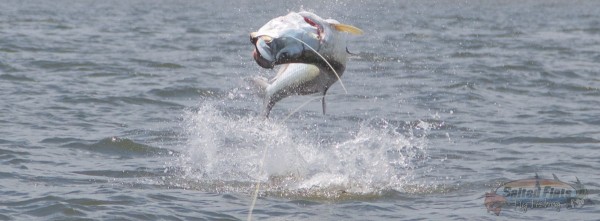July Fly Fishing for Tarpon in Apalachicola