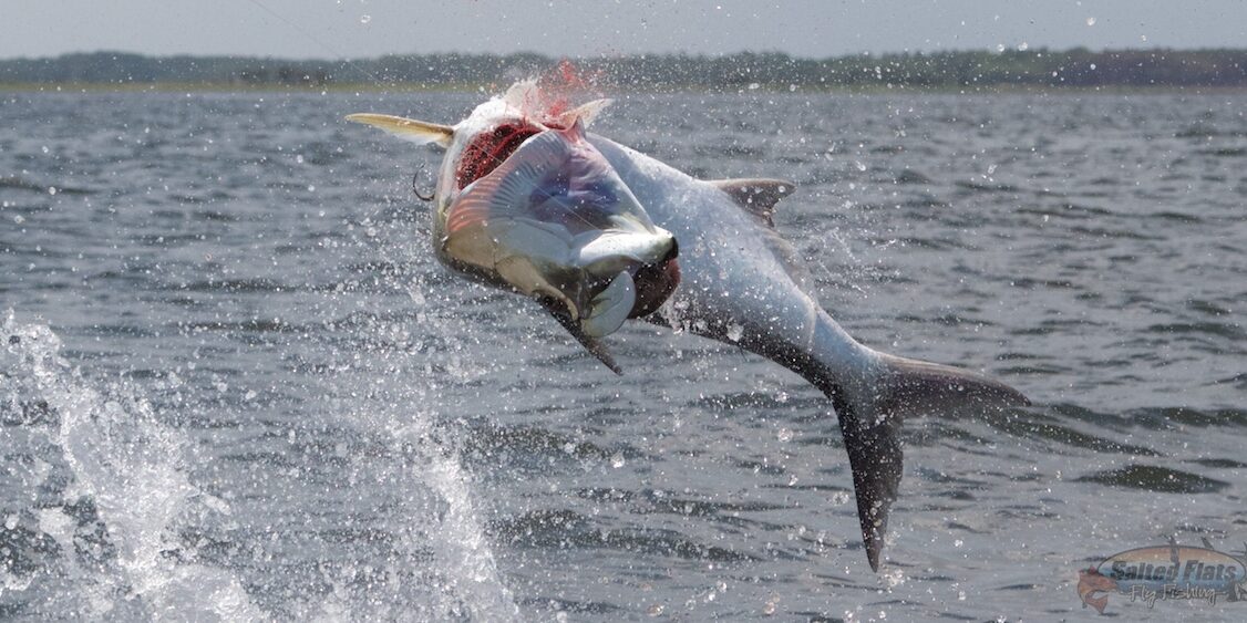 July Fly Fishing the Florida Panhandle Tarpon July Panhandle Fly Fishing Tarpon