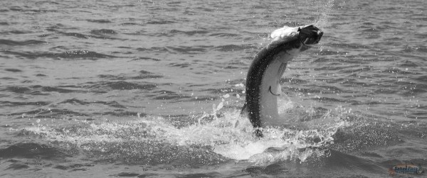 July Fly Fishing for Panhandle Tarpon