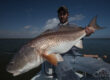 Fly Fishing Louisiana Redfish