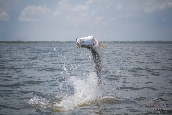 Fly Fishing Panhandle Tarpon