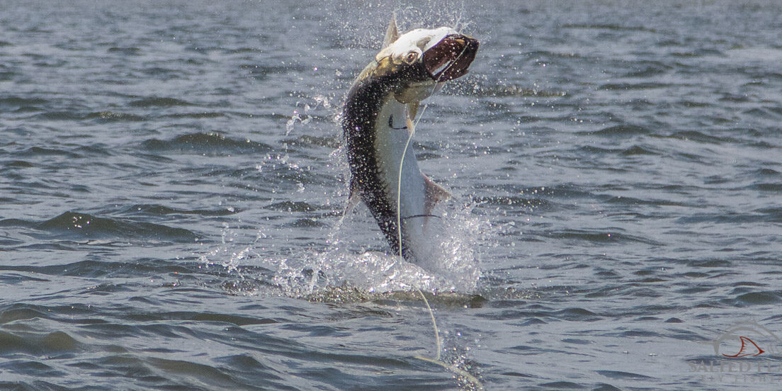 Panhandle Fly Fishing Guide Fly Fishing Panhandle Tarpon