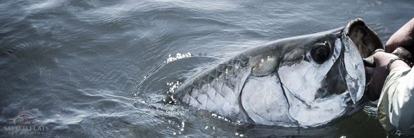 Apalachicola Tarpon Guides