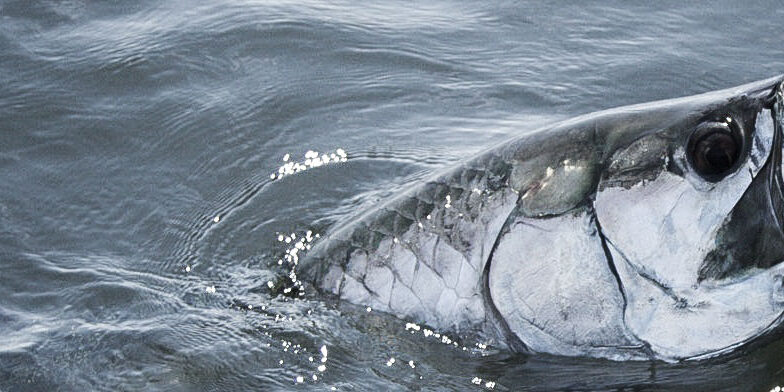 Apalachicola Tarpon Guides