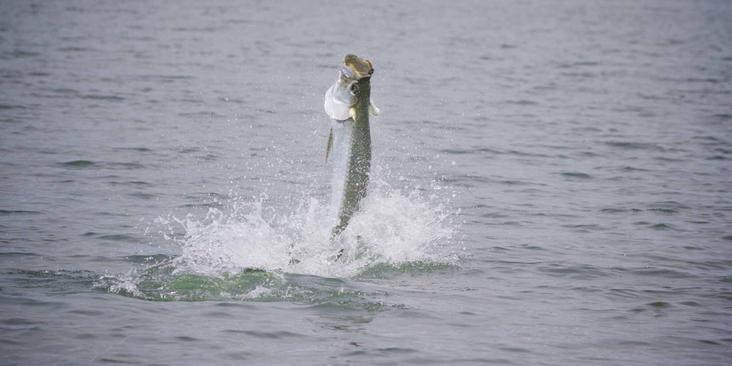Panhandle Tarpon Fly Fishing Florida Panhandle Tarpon season