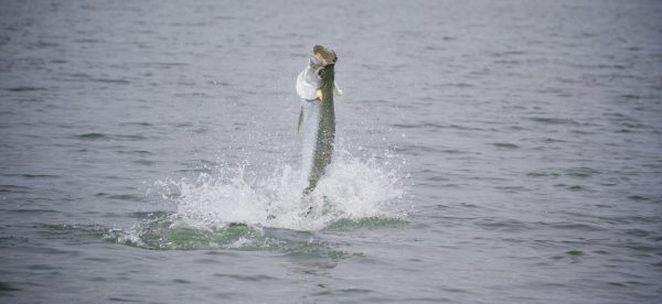 Florida Panhandle Tarpon season