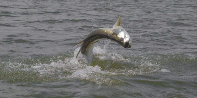 September Fly Fishing Florida Panhandle