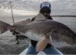 Louisiana Bull Redfish in November