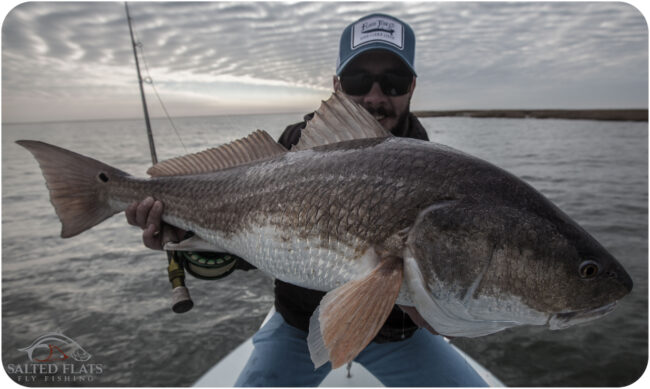 Louisiana Bull Redfish in November