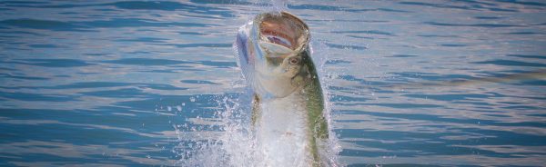Panhandle Fly Fishing Guide