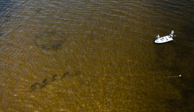 Fly Fishing Tarpon Apalachicola
