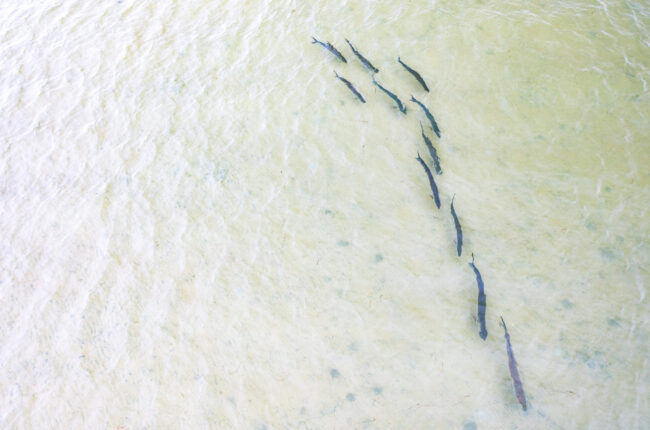 Panhandle Heritage Fly Fishing